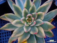 경산마리아금227 : 다육식물 - 엑스플랜트