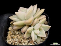 은무원 39-110 : 다육식물 - 엑스플랜트