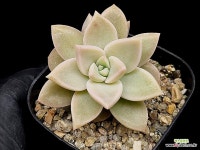 은무원 39-110 : 다육식물 - 엑스플랜트