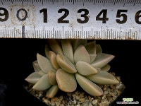 은무원 39-110 : 다육식물 - 엑스플랜트