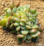 살루철화 1026-11 : 다육철화 - 엑스플랜트 살루철화  1026-11 : 다육철화 - 엑스플랜트