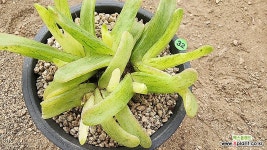 글로티필룸금 102596 : 다육식물 - 엑스플랜트