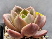 백야 10272 : 다육식물 - 엑스플랜트