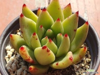 골드츄비 11.7 1021 : 다육식물 - 엑스플랜트