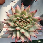 마제스타철화 : 다육철화 - 엑스플랜트