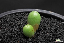 368-bruynsii PVB6784 브런시2두 : 코노피튬 - 엑스플랜트