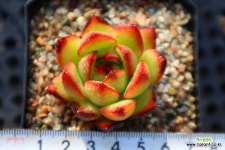 누누2559 : 다육식물 - 엑스플랜트