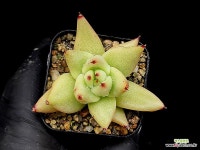 마제스타(소) 43- : 다육식물 - 엑스플랜트