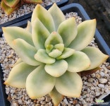 축송금 03 : 다육금 - 엑스플랜트