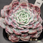 라피네1031-596 : 다육식물 - 엑스플랜트