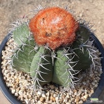 1031 마운 27 : 선인장 - 엑스플랜트