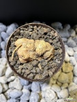 에리오스퍼뭄 세르비코르네 Eriospermum cervicorne : 아프리카식물(코덱스) - 엑스플랜트