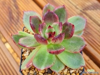 호피마리아금 : 다육금 - 엑스플랜트