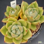 젤리샤넬1101-689 : 다육식물 - 엑스플랜트