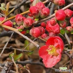 명자나무 3년생 키1.0m 5주묶음 : 조경나무 묘목 - 엑스플랜트