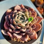 라피네 1102-446 : 다육식물 - 엑스플랜트