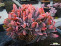 천우(916-7) 사진 2