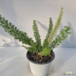 무늬메이리 (사진배송) / 아스파라거스 : 공기정화식물 - 엑스플랜트