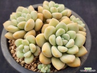 프리티우먼 289 : 다육식물 - 엑스플랜트