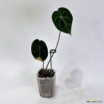 안스리움 클라리네비움 다크폼 : 공기정화식물 - 엑스플랜트