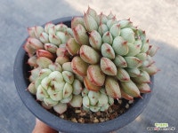 연지곤지 : 다육식물 - 엑스플랜트