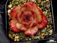 티엠(소) 52-52 : 다육식물 - 엑스플랜트