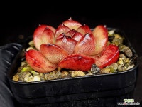 티엠(소) 52-52 : 다육식물 - 엑스플랜트