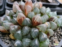 수정진주 110-200 : 하월시아 - 엑스플랜트