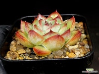 모스폴(소) 52-223 : 다육식물 - 엑스플랜트