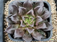 슈퍼볼(블랙마디바)1547 : 다육식물 - 엑스플랜트