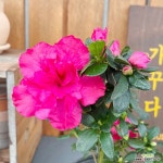 철쭉 아젤리아 : 공기정화식물 - 엑스플랜트