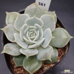 로라1108-561 : 다육식물 - 엑스플랜트