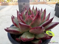 1181. 창s.p : 다육식물 - 엑스플랜트