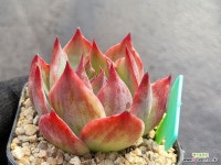 카시오 11091 : 다육식물 - 엑스플랜트