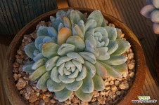 아이시스 : 다육식물 - 엑스플랜트