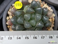 수정드레곤 111-555 : 하월시아 - 엑스플랜트