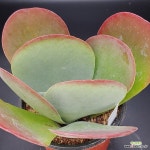 당인1110-715 : 다육식물 - 엑스플랜트