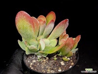 미니당인 19-27 : 다육식물 - 엑스플랜트