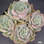 온슬로우1111-634 : 다육식물 - 엑스플랜트