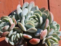 레몬베리 2.55 1029 : 다육식물 - 엑스플랜트