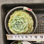 (11月)비경젤리70 : 다육식물 - 엑스플랜트