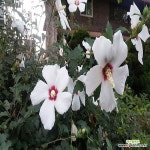 무궁화나무 묘목 키1.2m전후 특묘,같이가치농원 : 꽃나무 묘목 - 엑스플랜트