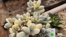 방울복랑금11151 : 다육금 - 엑스플랜트