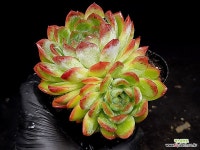 아이스레이디(중) 26-79 : 다육식물 - 엑스플랜트