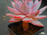 파랑새111910 : 다육금 - 엑스플랜트