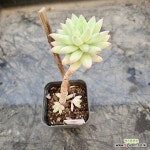 (11月)수빙16 : 다육식물 - 엑스플랜트