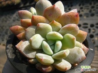 성영1120 : 다육식물 - 엑스플랜트