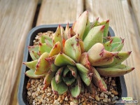 초우군생 (31) : 다육식물 - 엑스플랜트