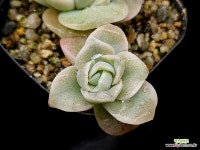 러블리로즈 29-206 : 다육식물 - 엑스플랜트
