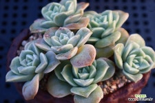 러블리로즈합식2425 : 다육식물 - 엑스플랜트